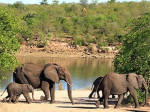 malawi-elephants-wildlife