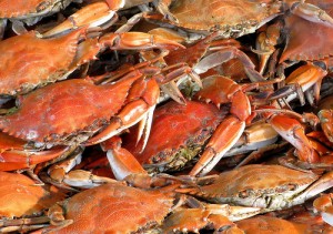 crabs_southernmd_event-300x211
