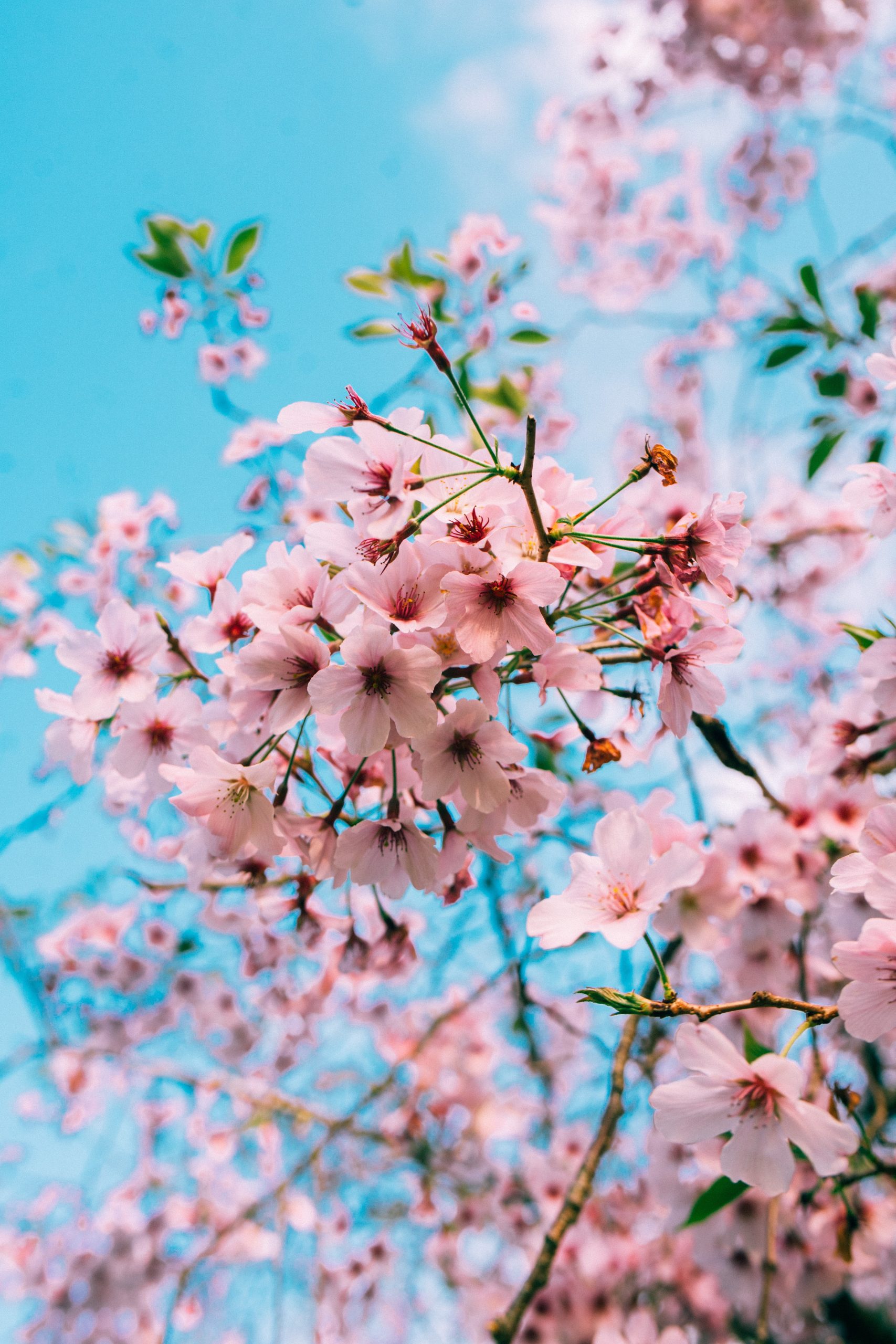 Unpredictable cherry blossom bloom underscores climate change concerns